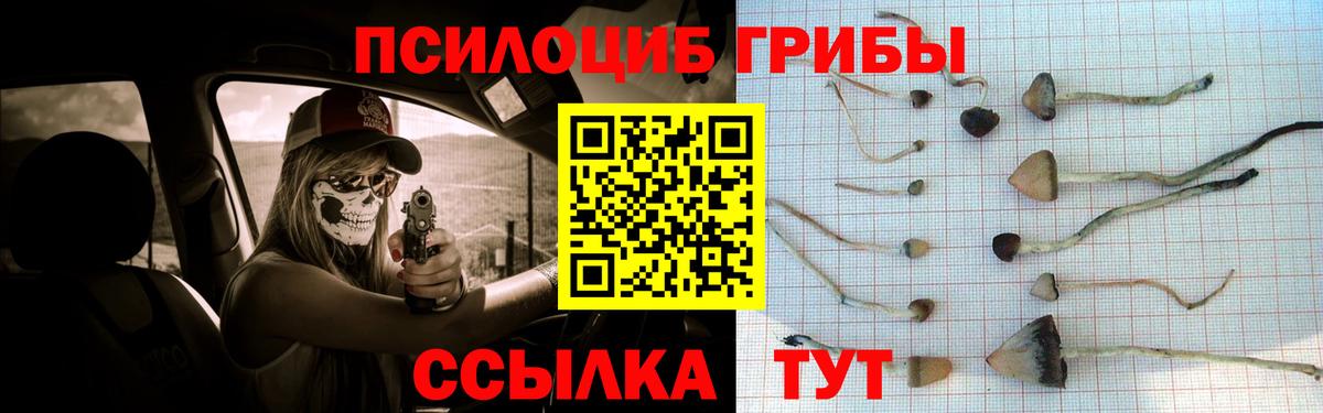 Псилоцибиновые грибы Psilocybine cubensis Сертолово
